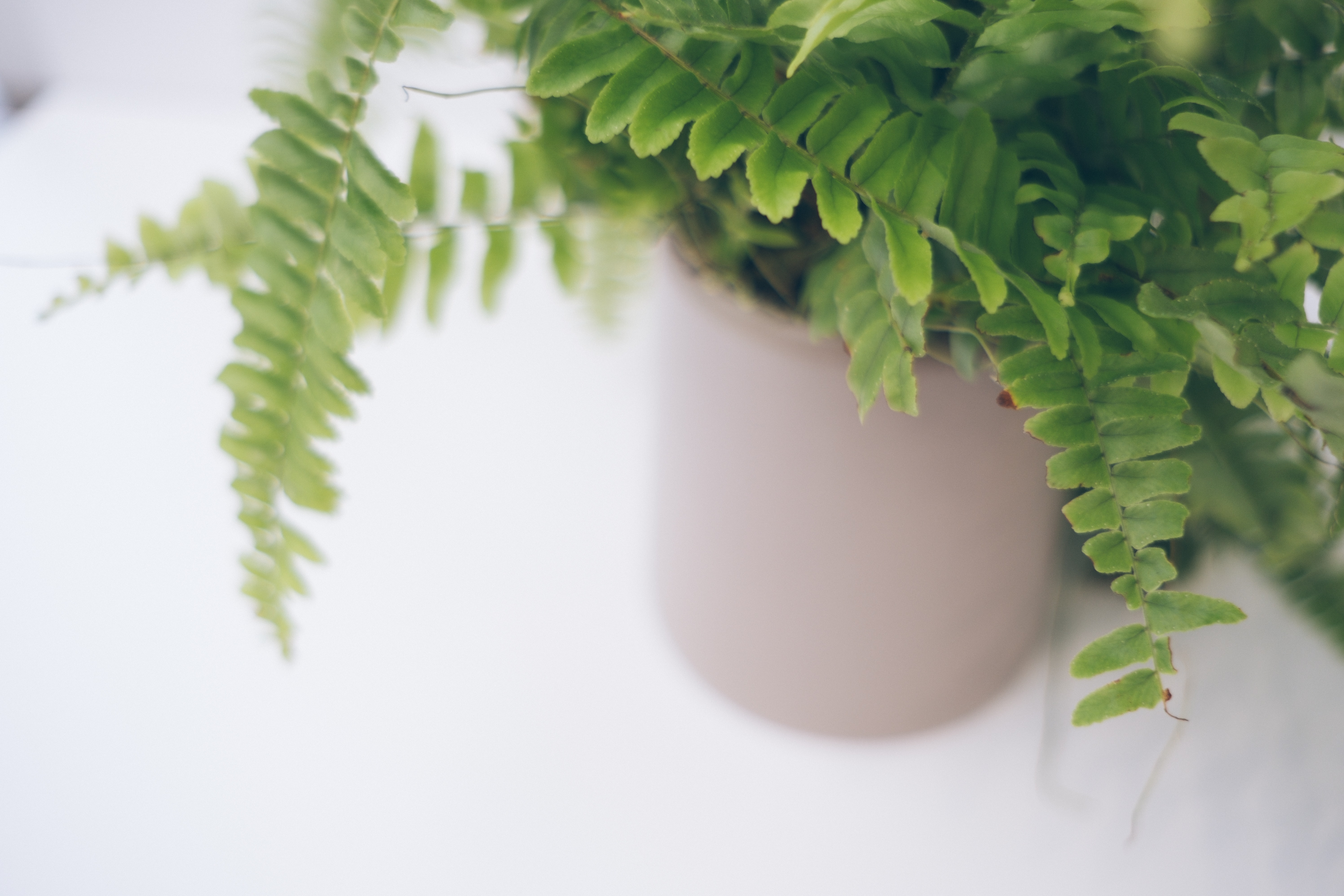Close up shot of the nebl vase with a fern plant inside.