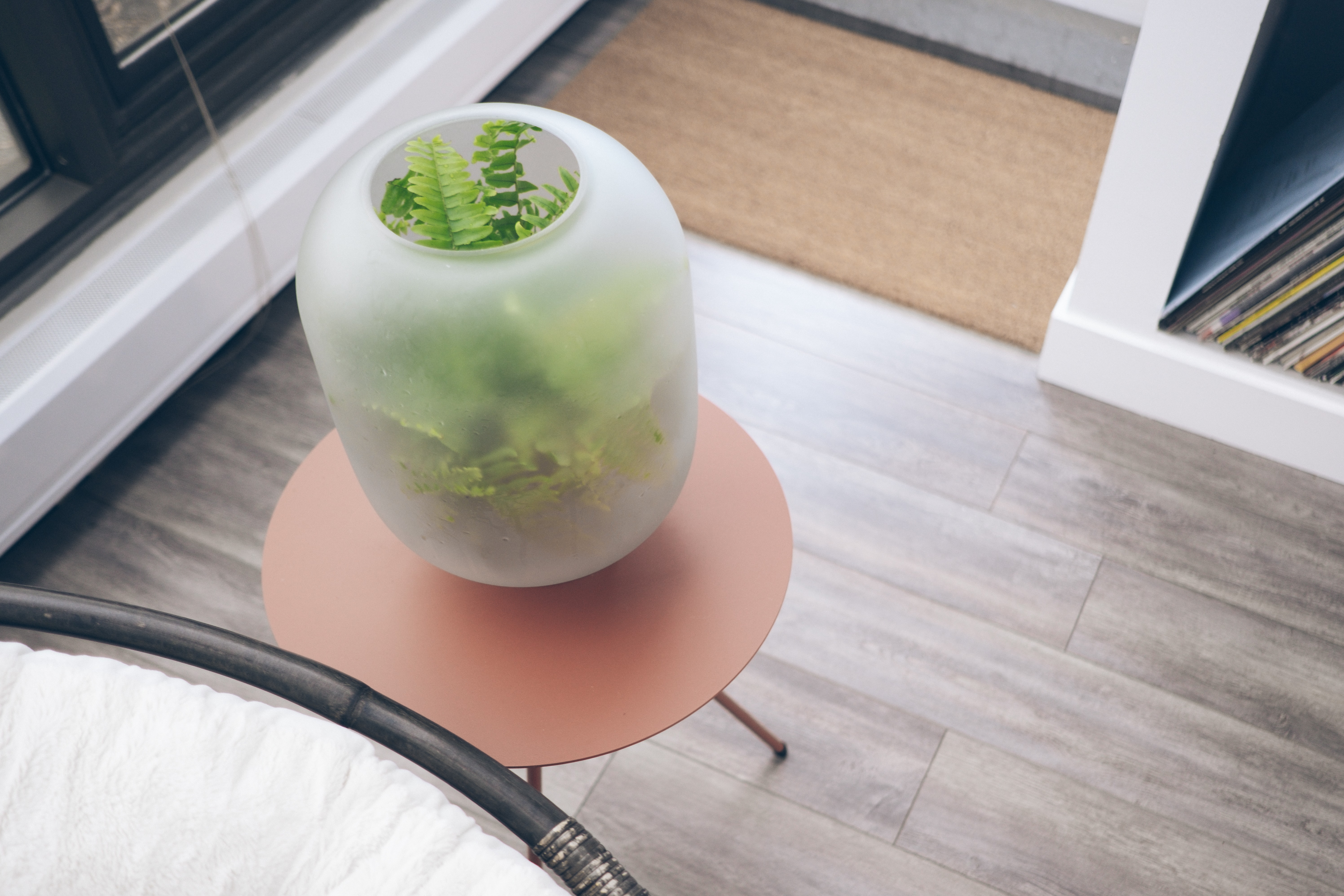 Angled photo of a fern plant inside of the nebl vase.