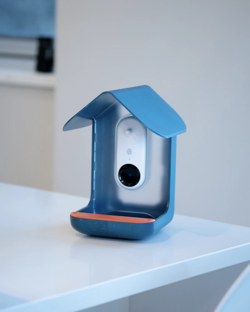 Bird Buddy Review — This Bird Feeder is My Favorite Product of the Year